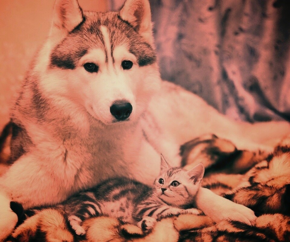 Собака и котенок обои