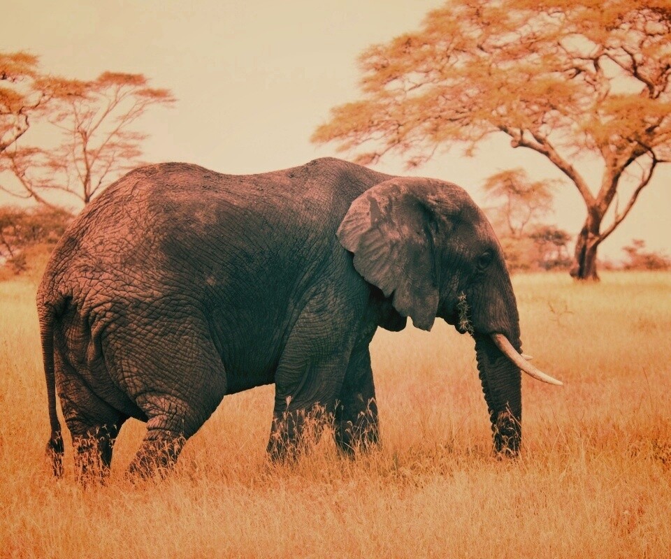 Elephant обои