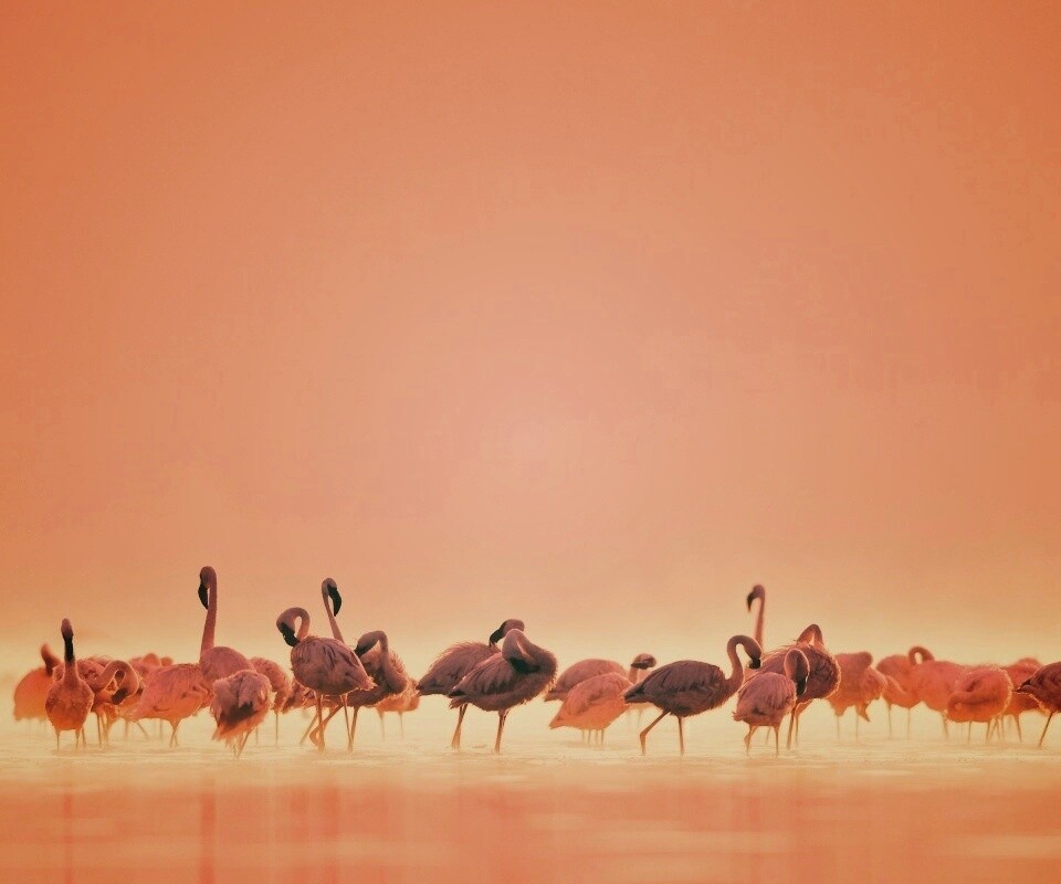 Flamingos обои