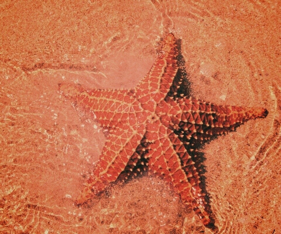 Морская звезда обои