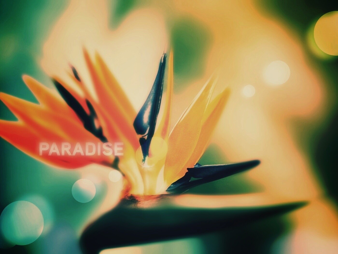 Paradise обои