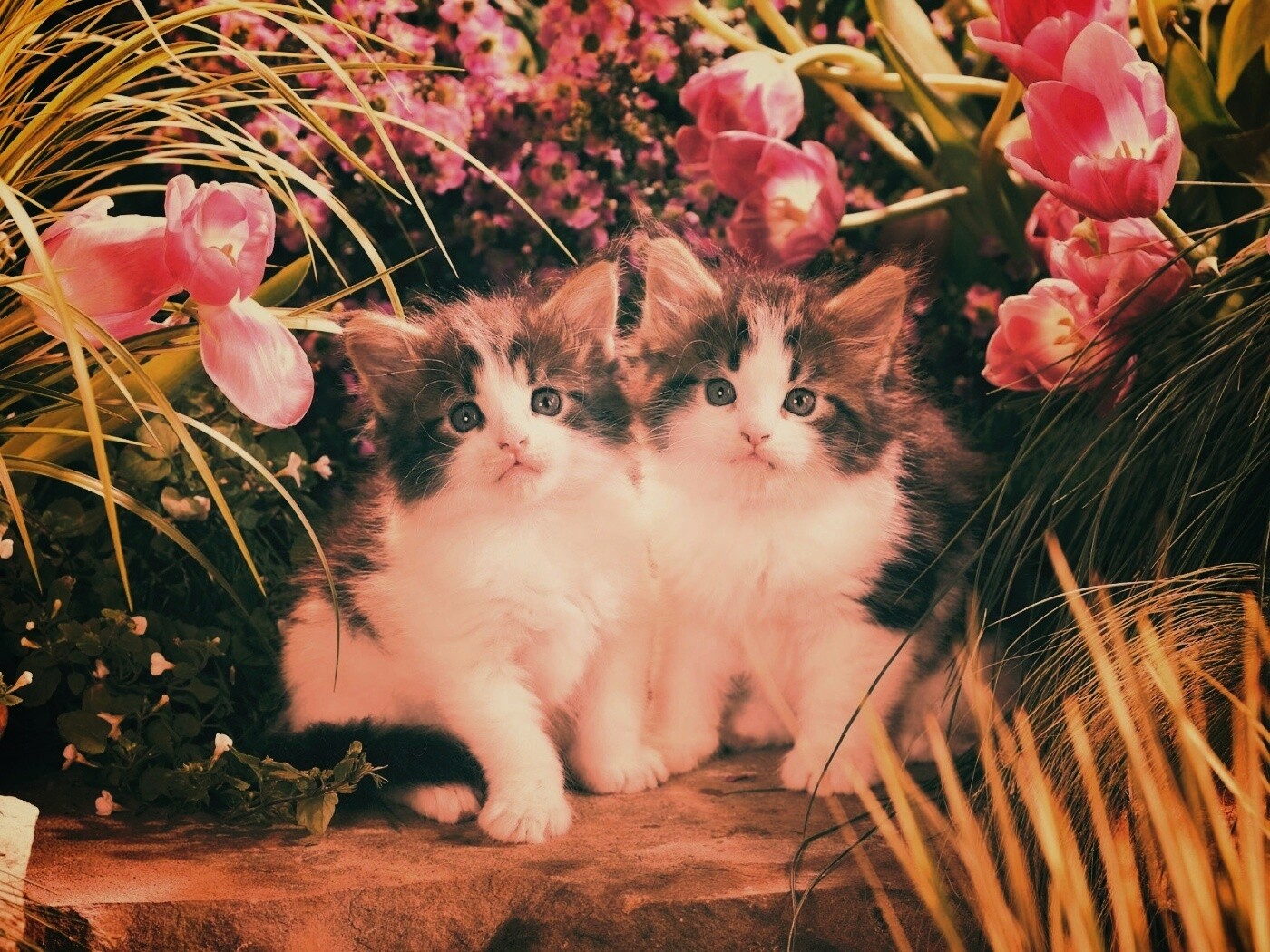 Котята в цветах обои