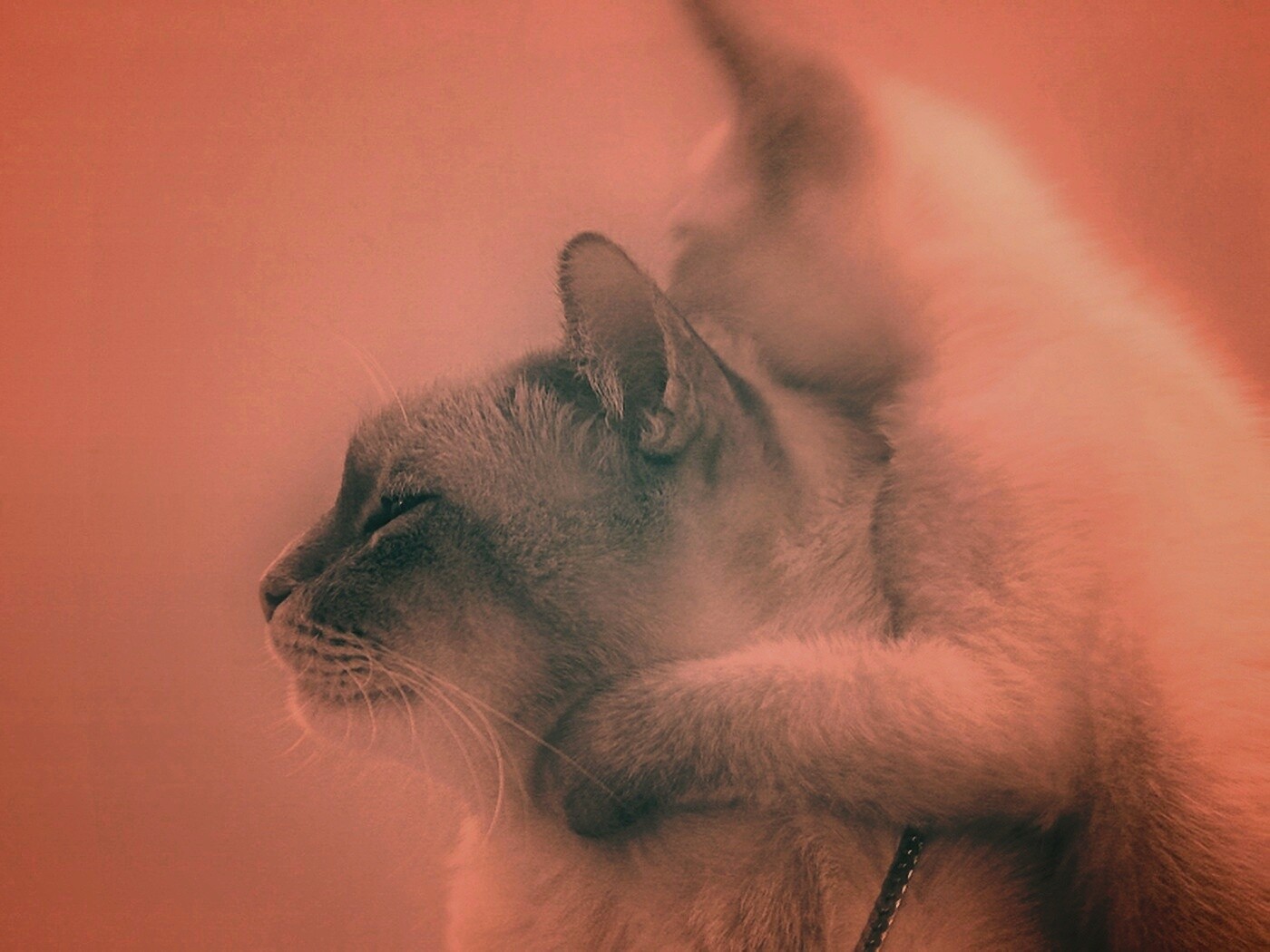 Котёнок обнимает маму обои