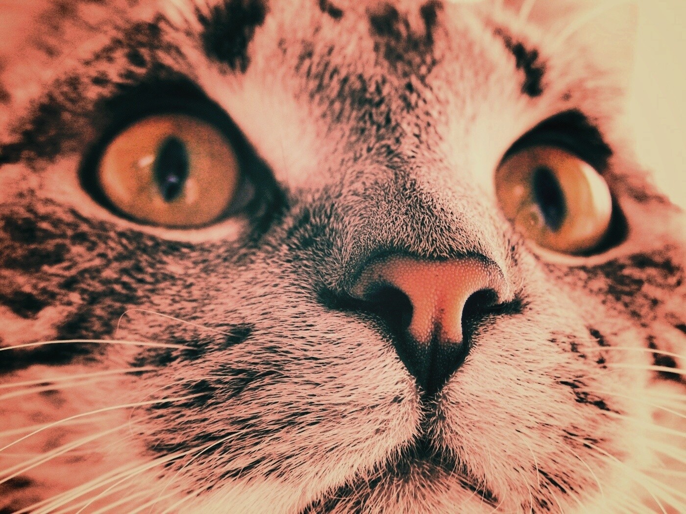 Кошачья мордочка обои