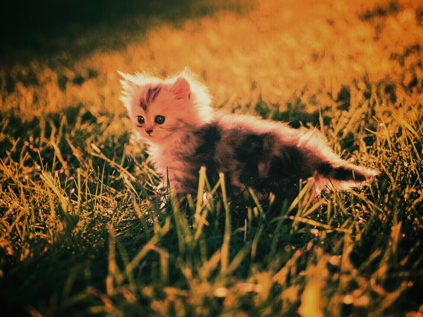Котёнок в траве обои