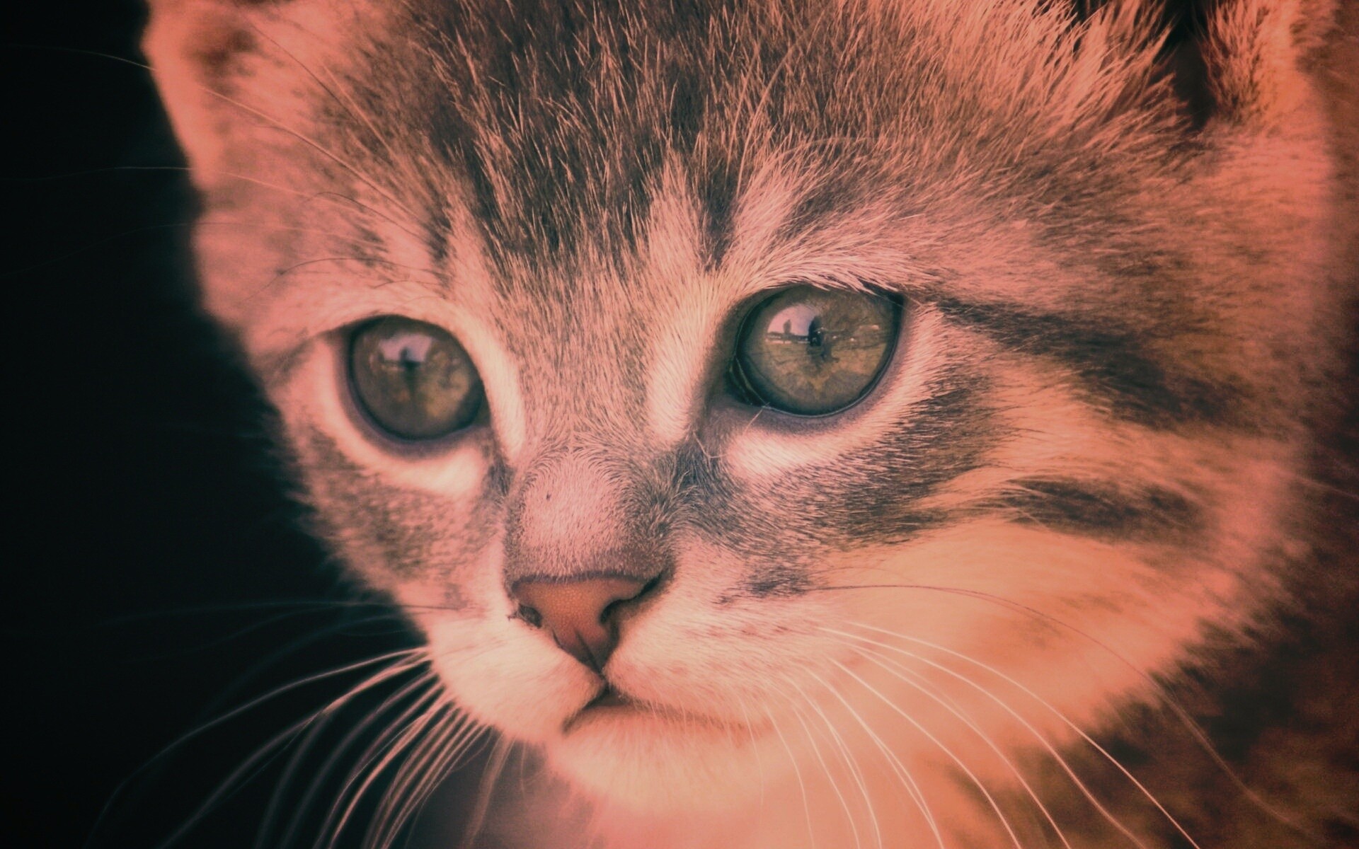 Мордочка котёнка обои