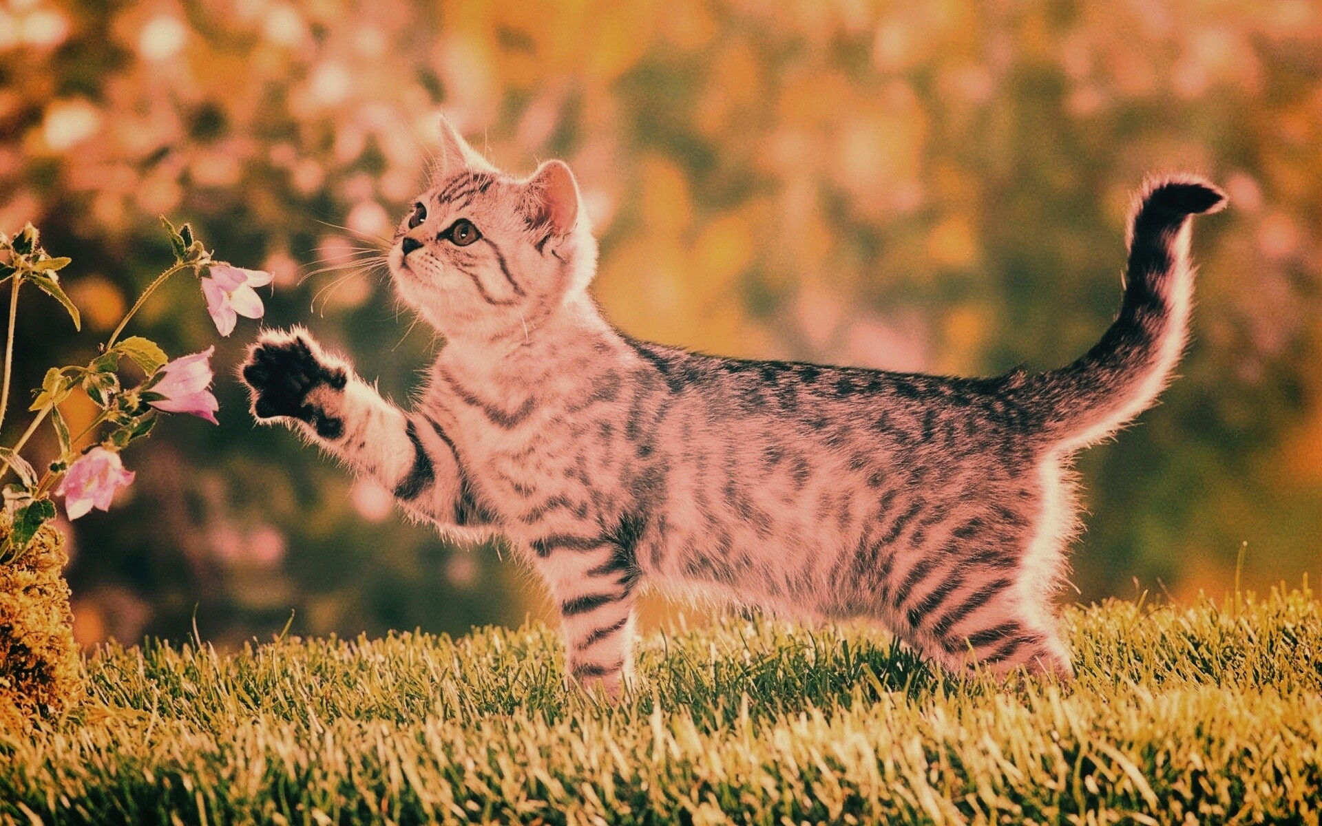 Котенок играет с цветами обои