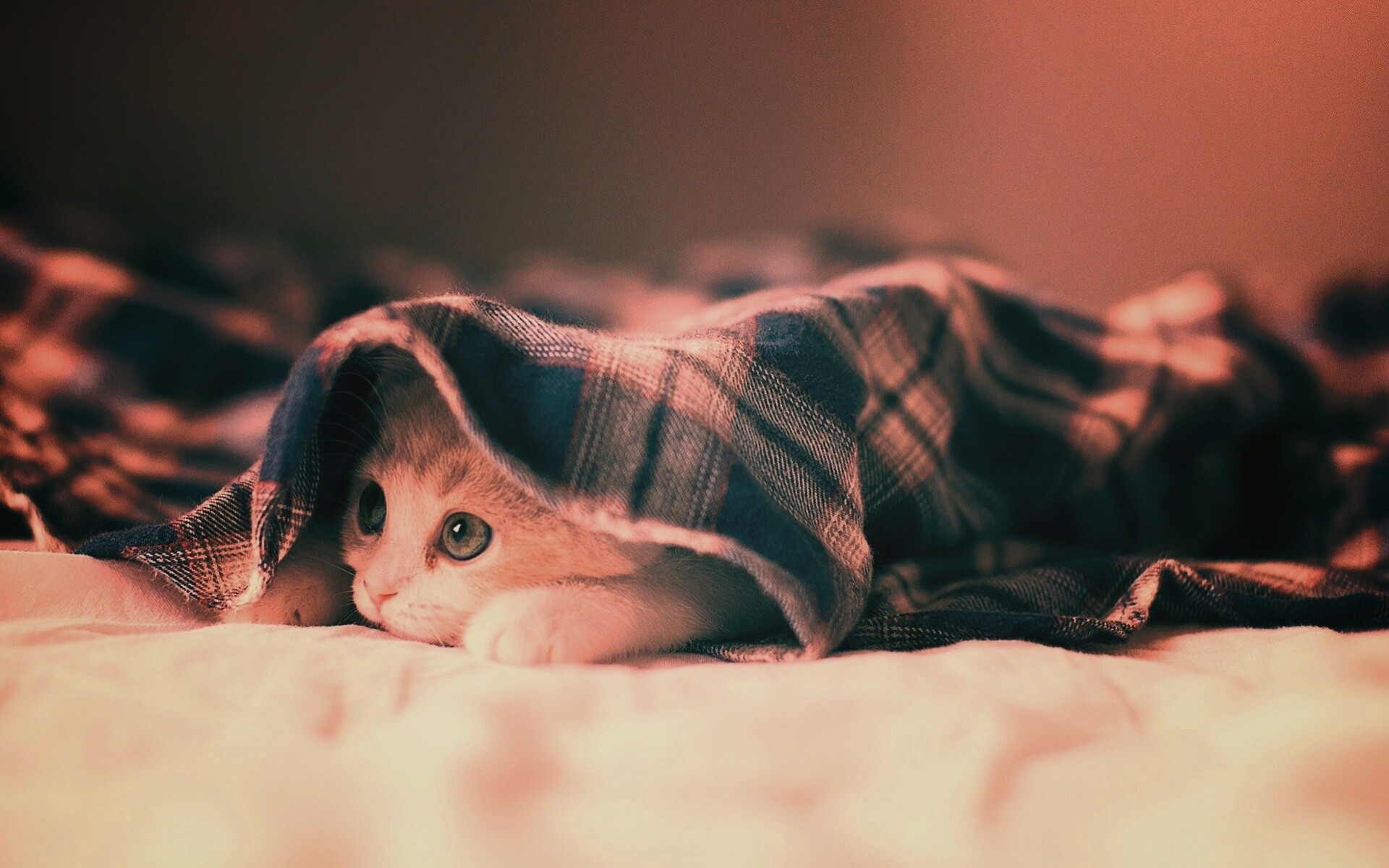Котенок под одеялом обои