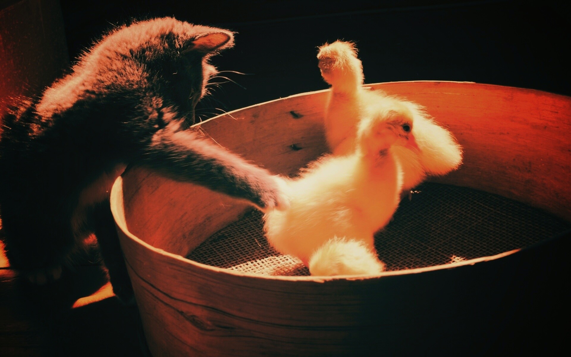 Котенок играет с утятами обои