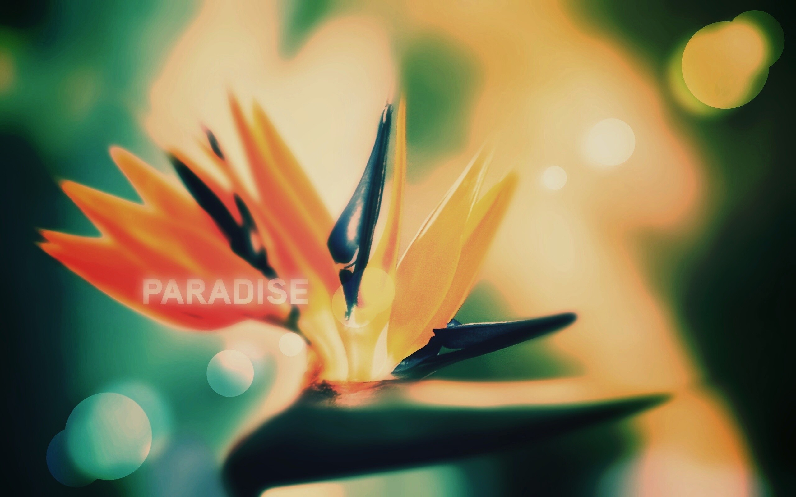 Paradise обои