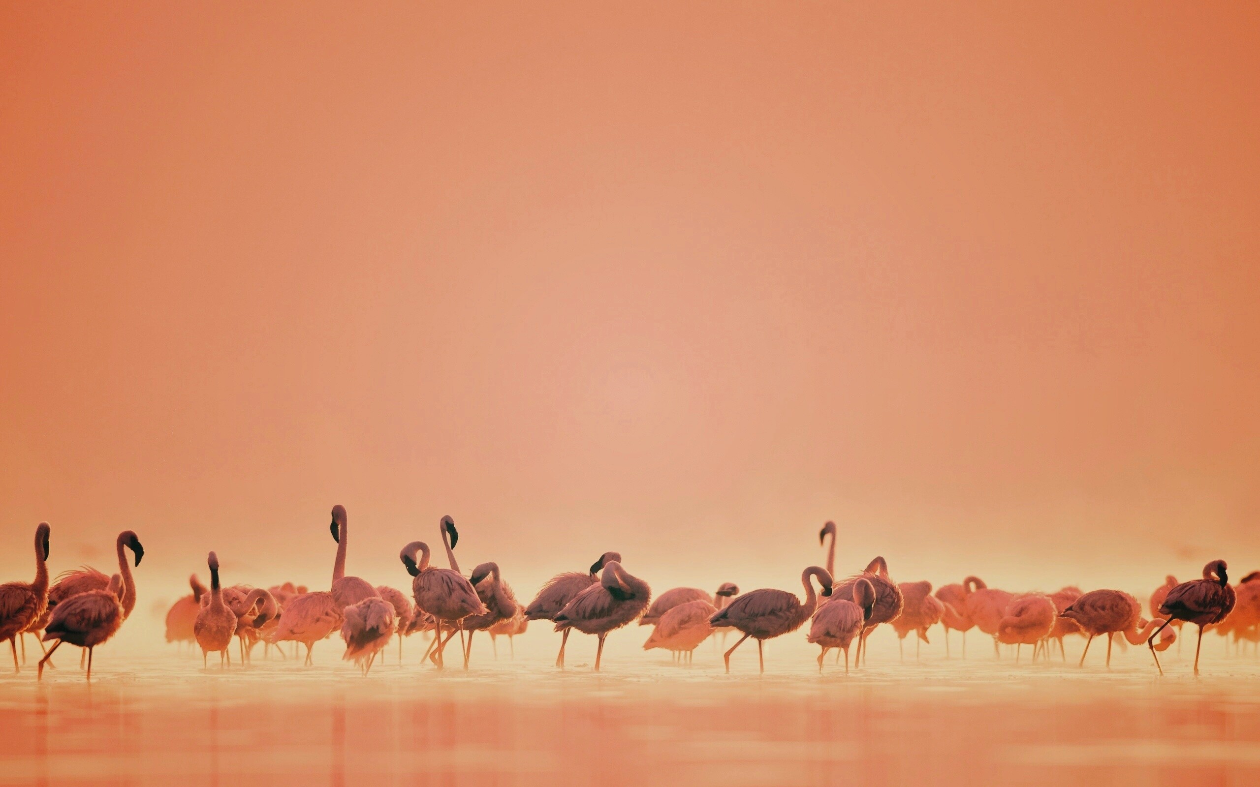 Flamingos обои