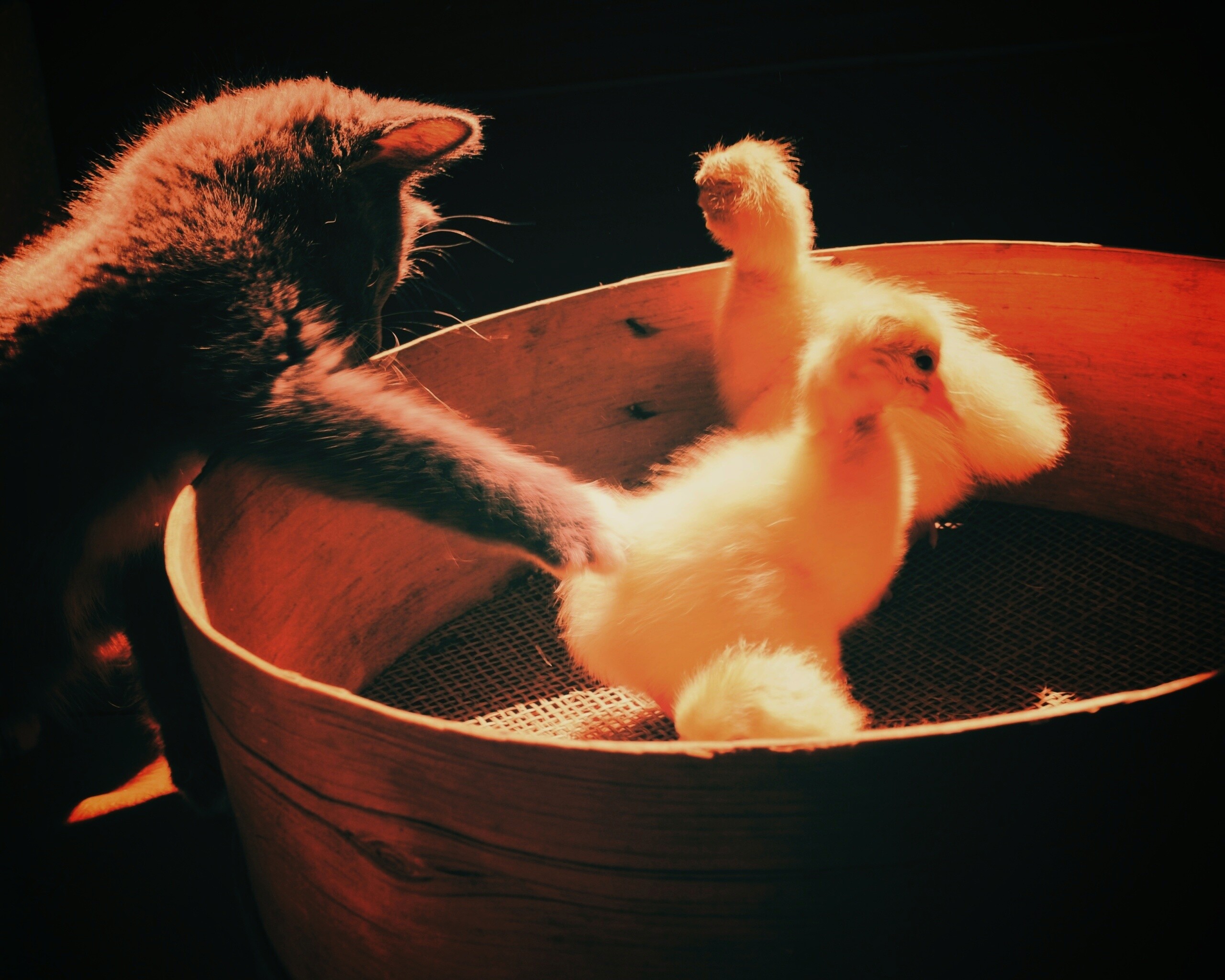 Котенок играет с утятами обои
