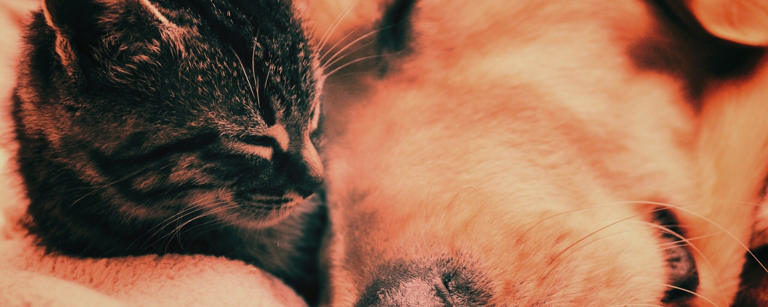 Кошка спит с собакой обои
