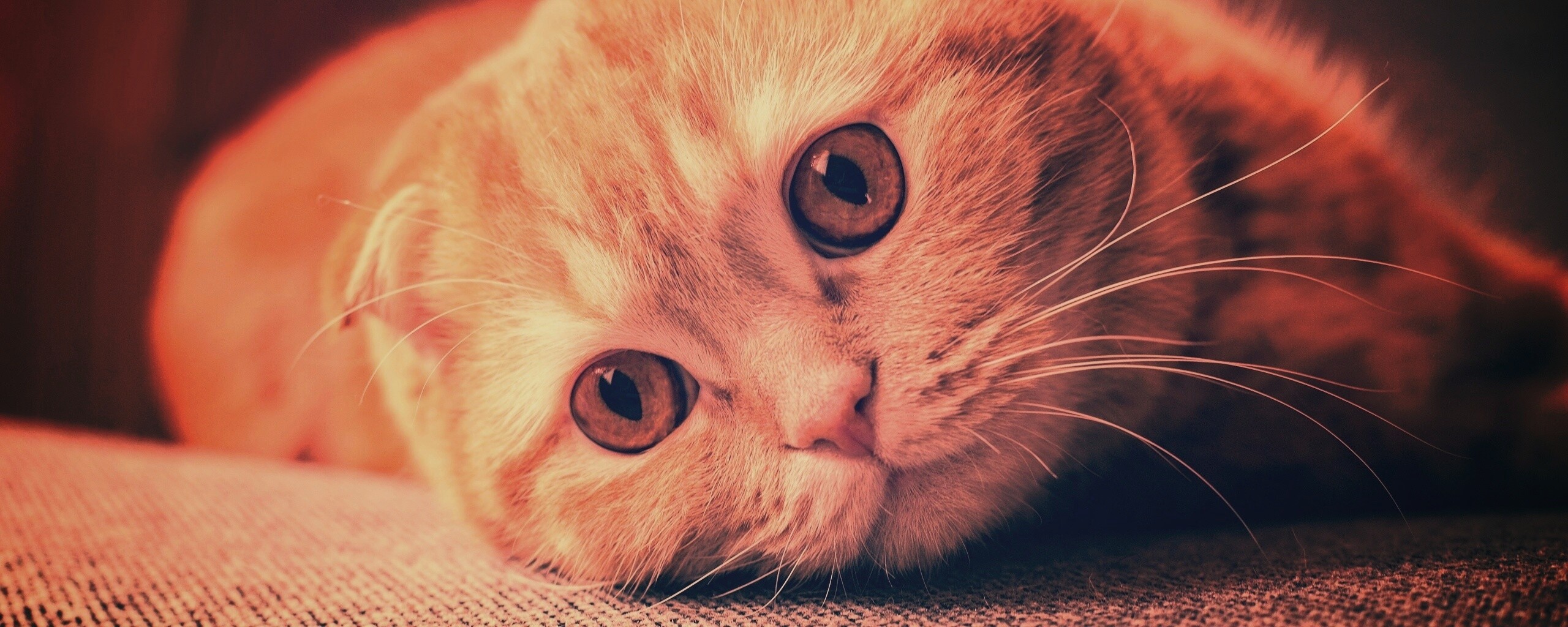 Скоттиш фолд рыжий обои