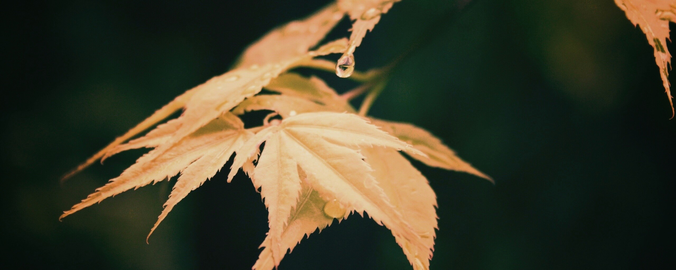 Капля на листе обои