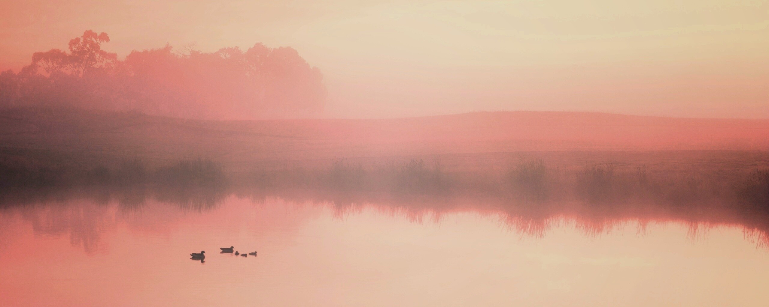 Ducks on a Misty Pond обои