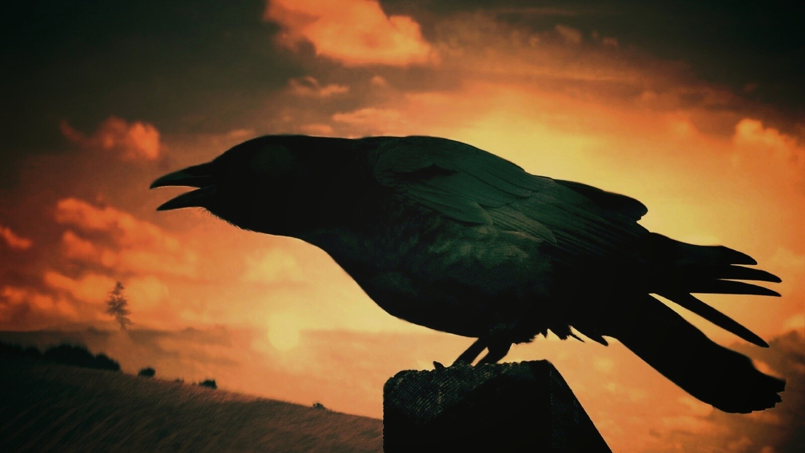 Чёрный ворон обои