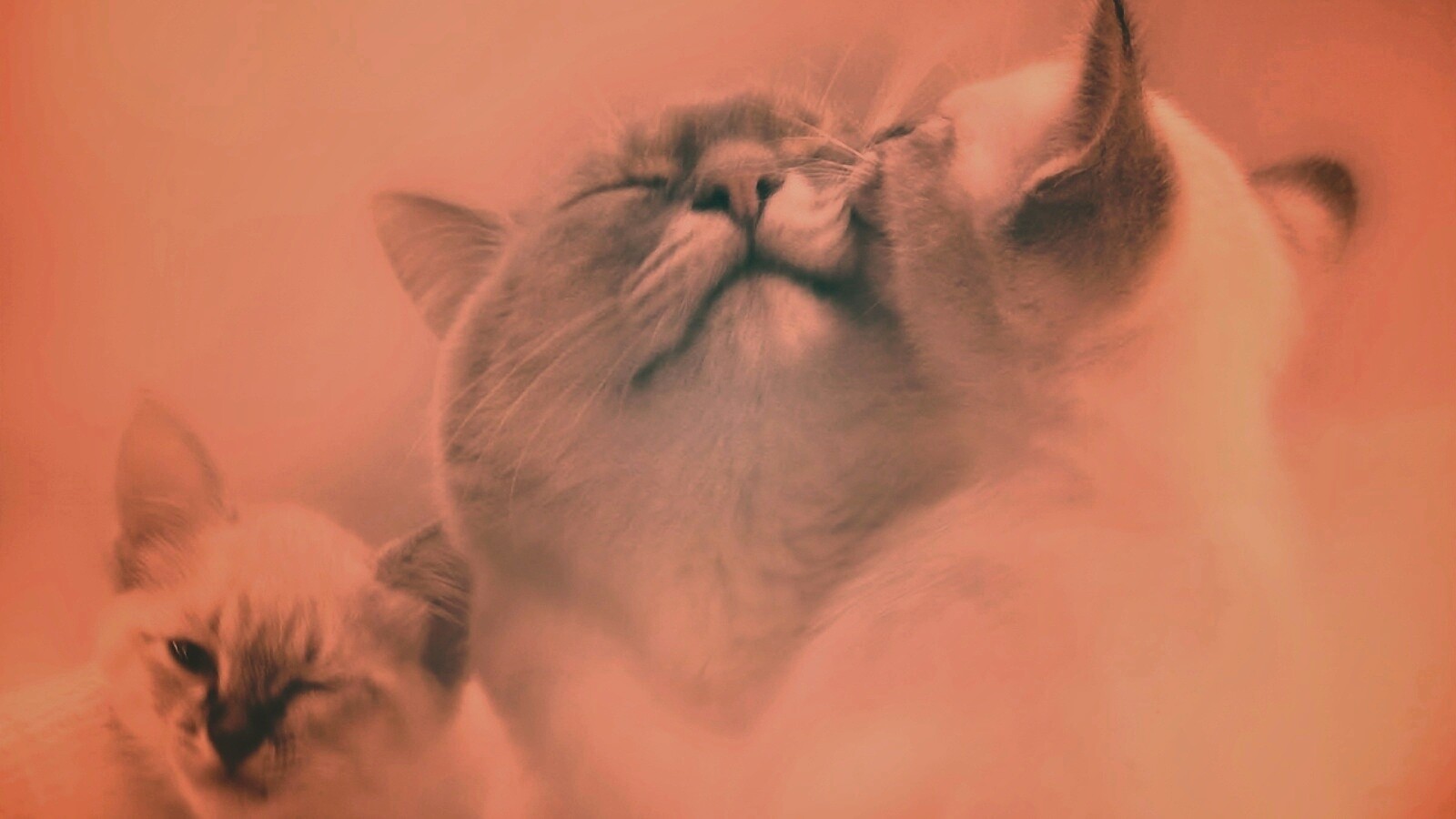 Котята с мамой обои