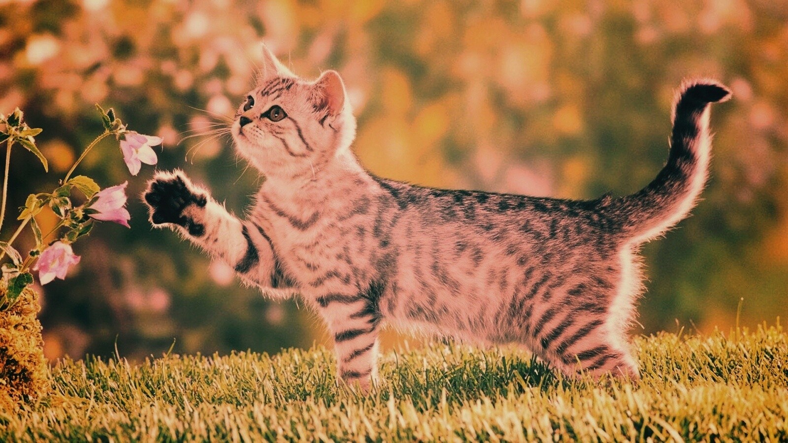 Котенок играет с цветами обои