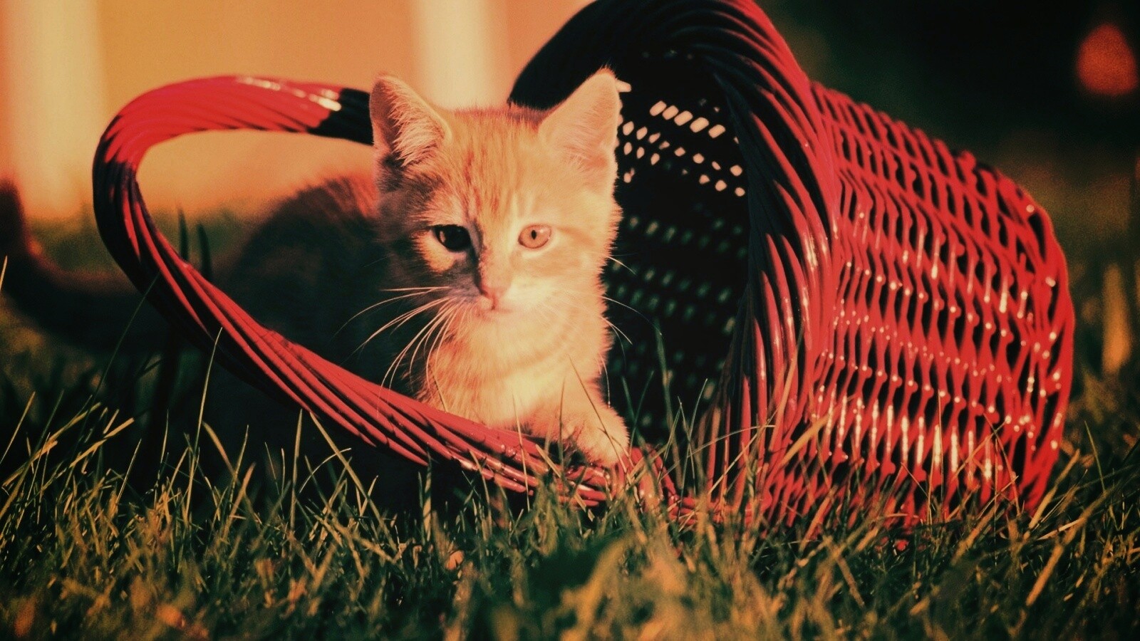 Рыжий котенок в корзине обои
