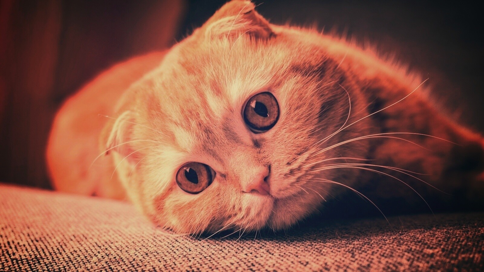 Скоттиш фолд рыжий обои