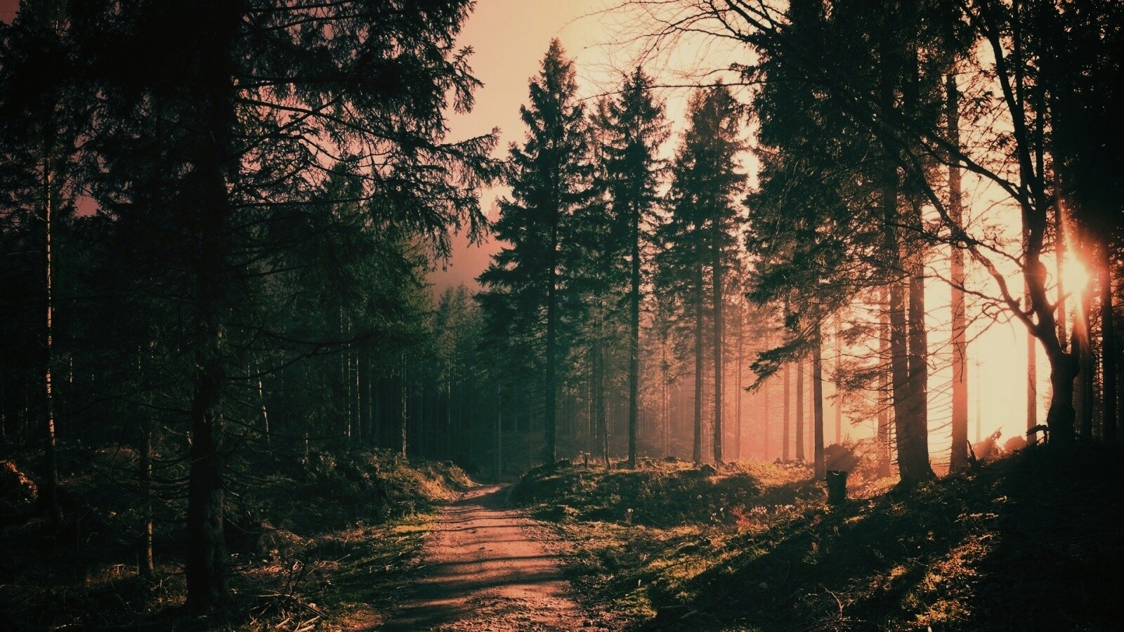 Лесная дорога обои