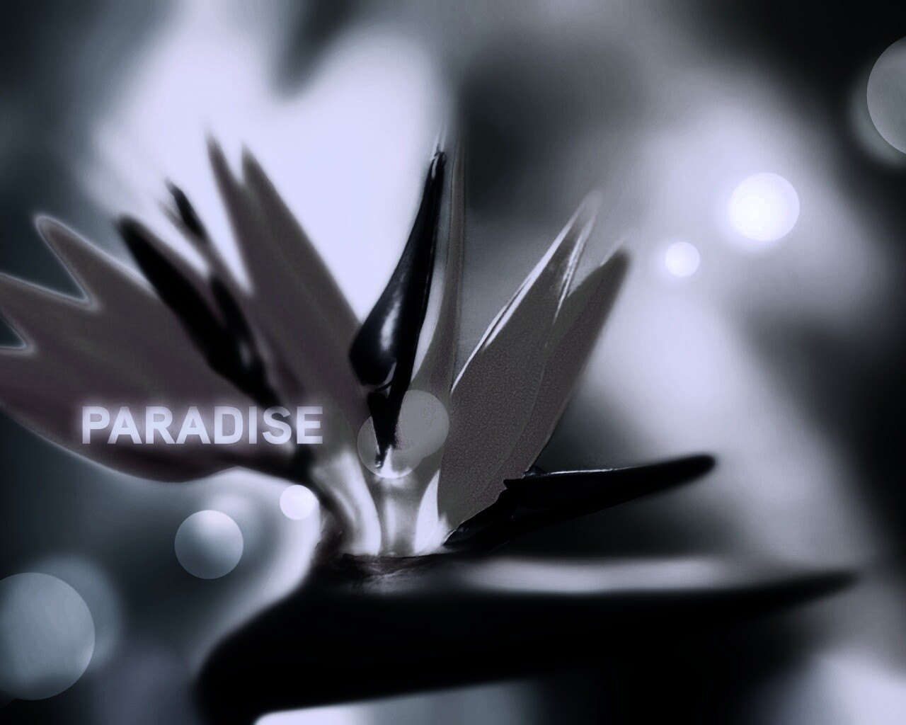 Paradise обои