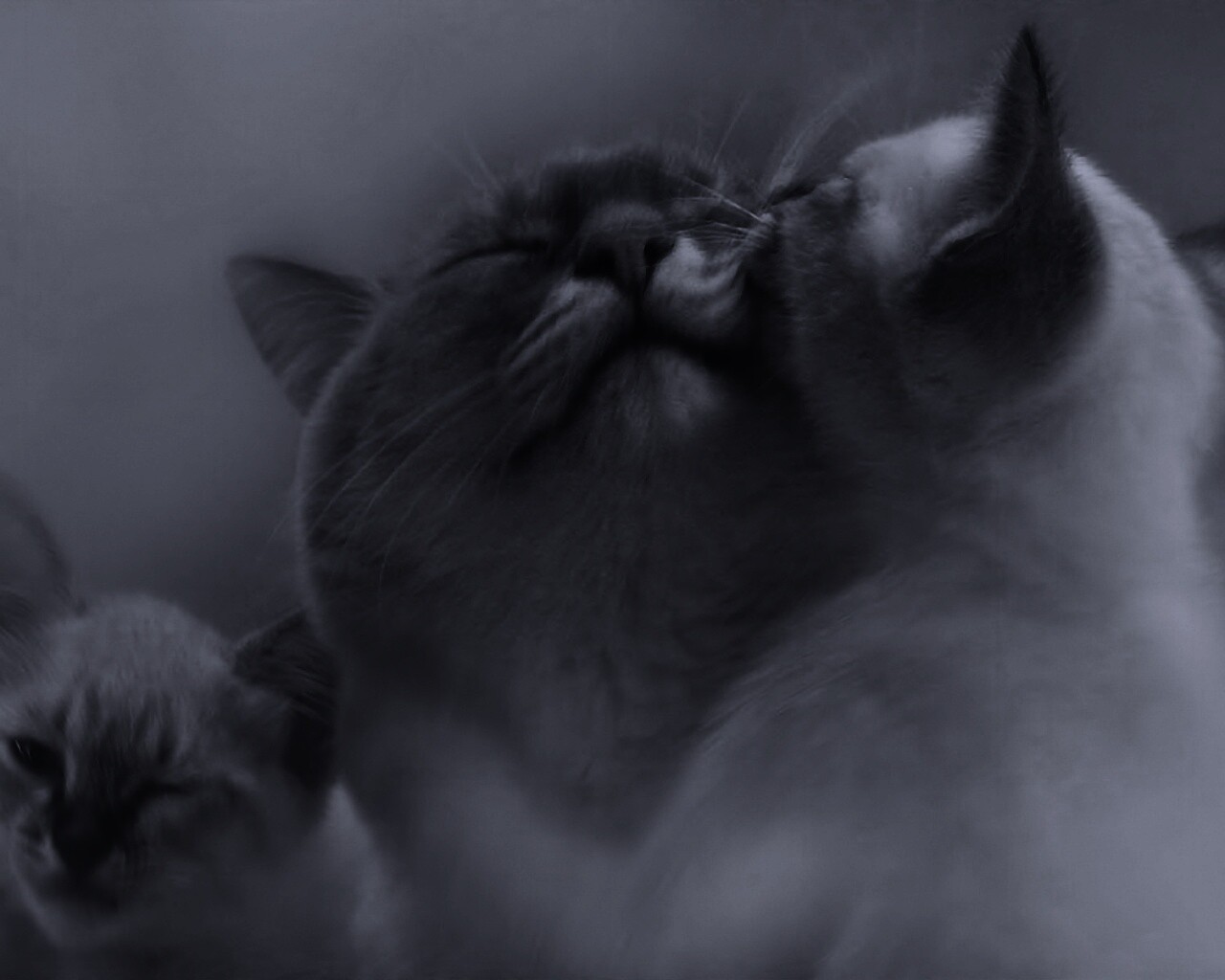 Котята с мамой обои