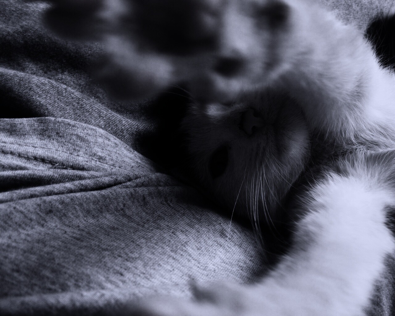 Кот фоткает сам себя обои