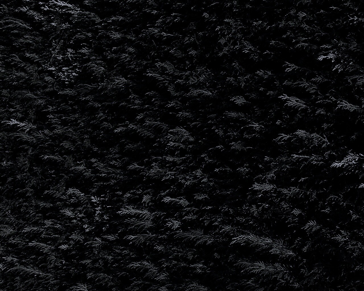 Густые хвойные заросли обои