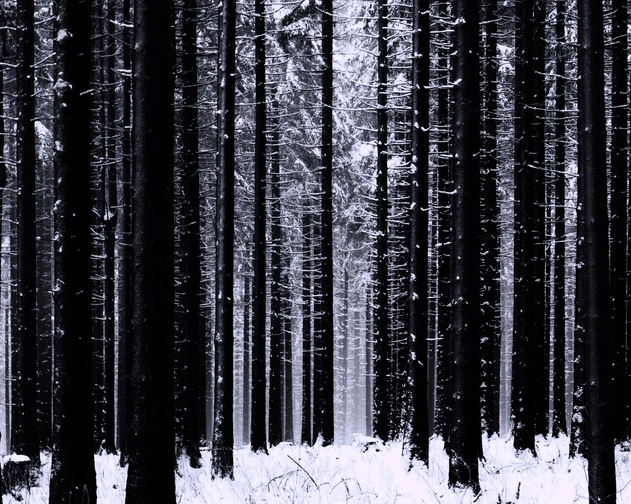 Зимний лес панорама