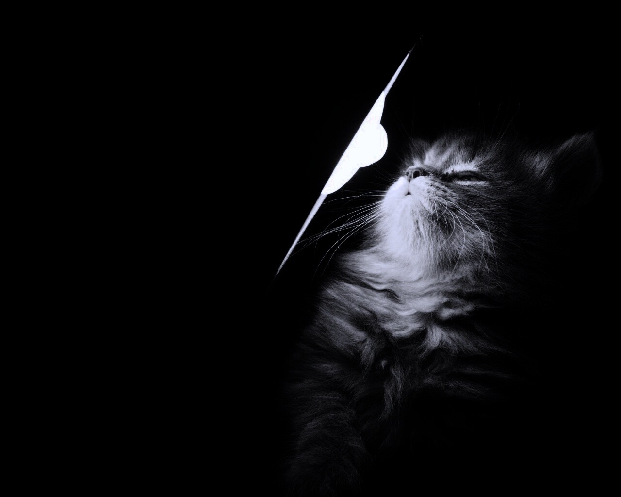 Котя на свету обои