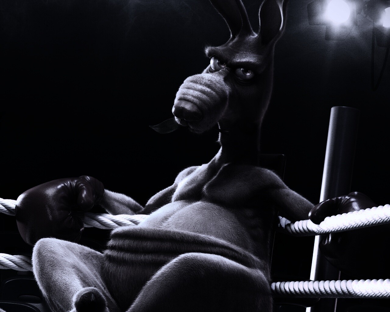 Кенгуру-боксер на ринге обои