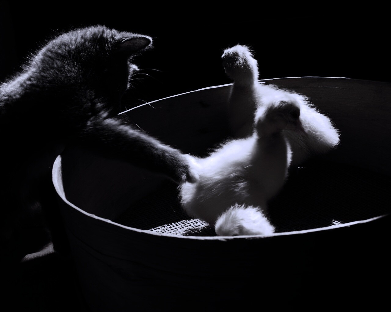Котенок играет с утятами обои