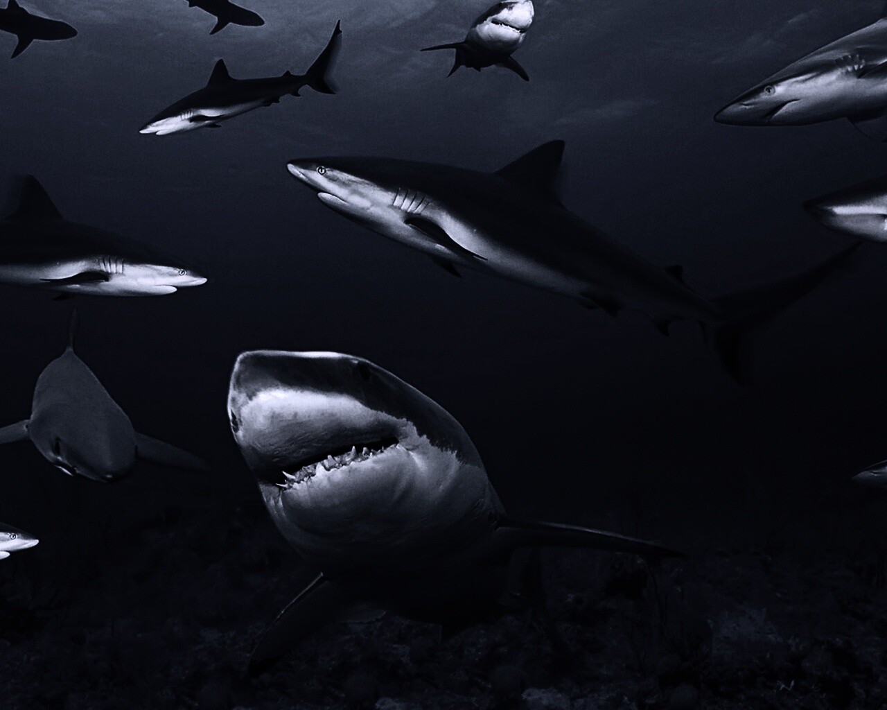 Стая акул обои