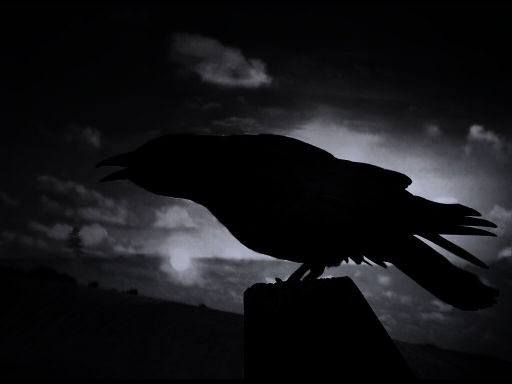 Чёрный ворон обои