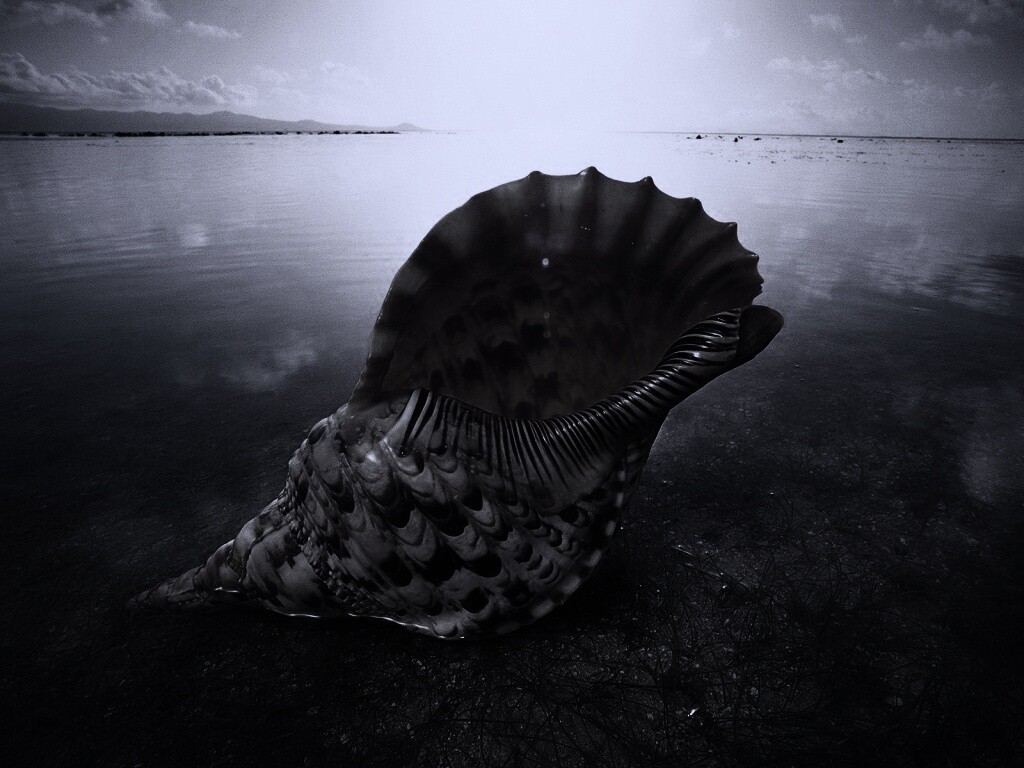 Морская раковина обои