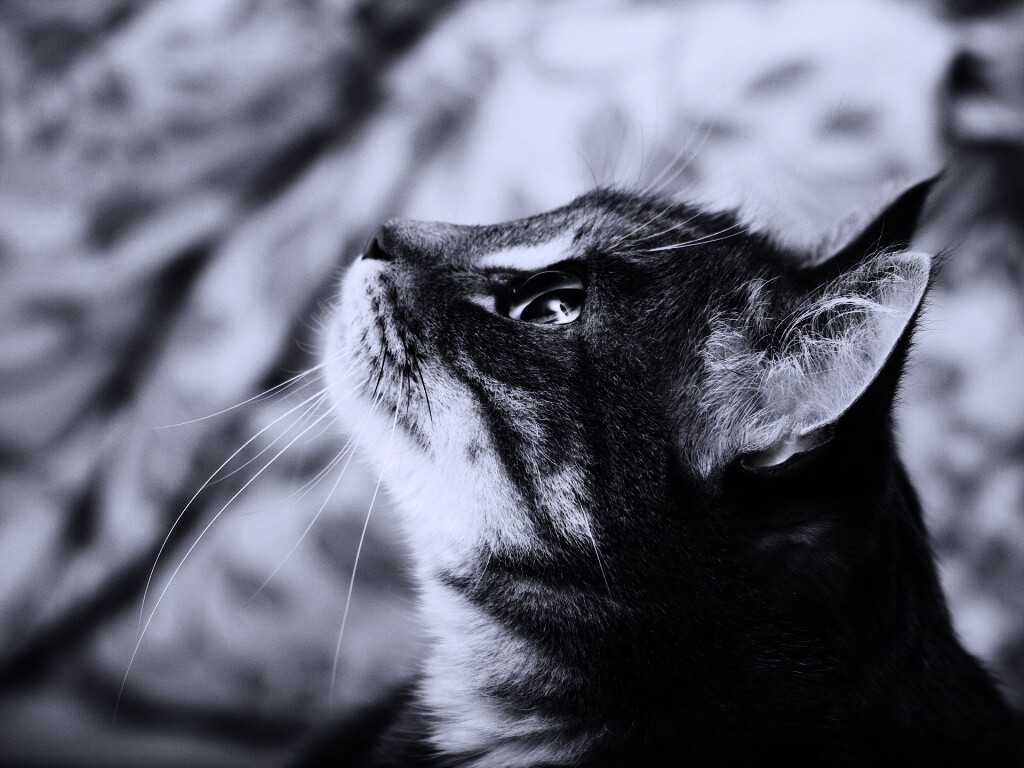 Котик смотрит верх обои