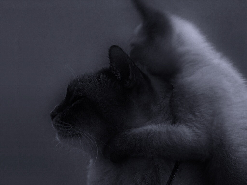 Котёнок обнимает маму обои