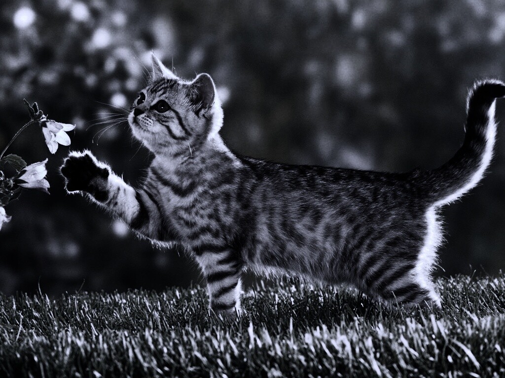 Котенок играет с цветами обои