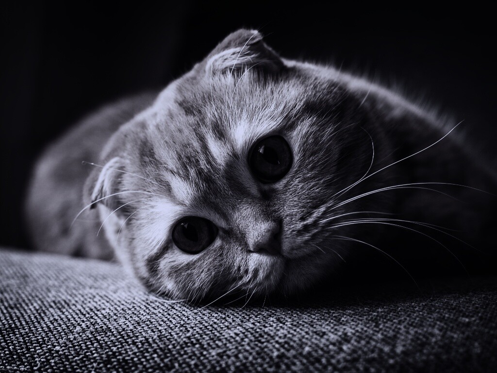 Скоттиш фолд рыжий обои
