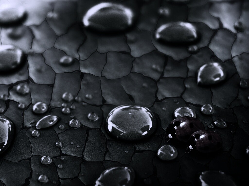 Божьи коровки обои