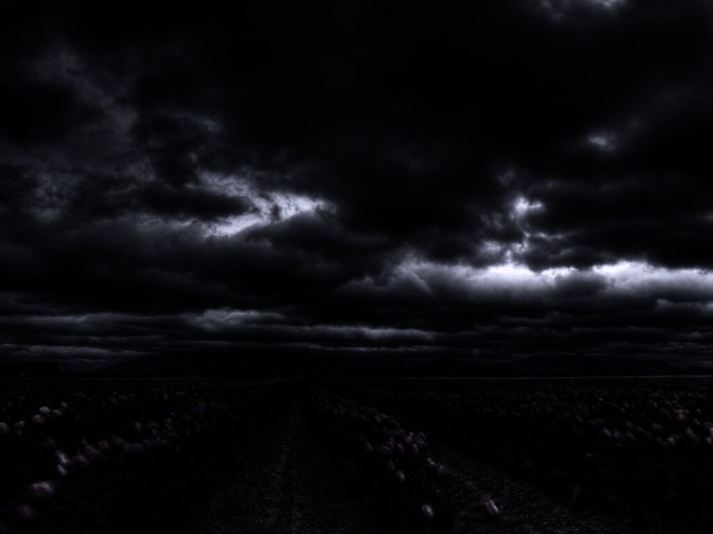 Цветочное поле под грозовым небом обои