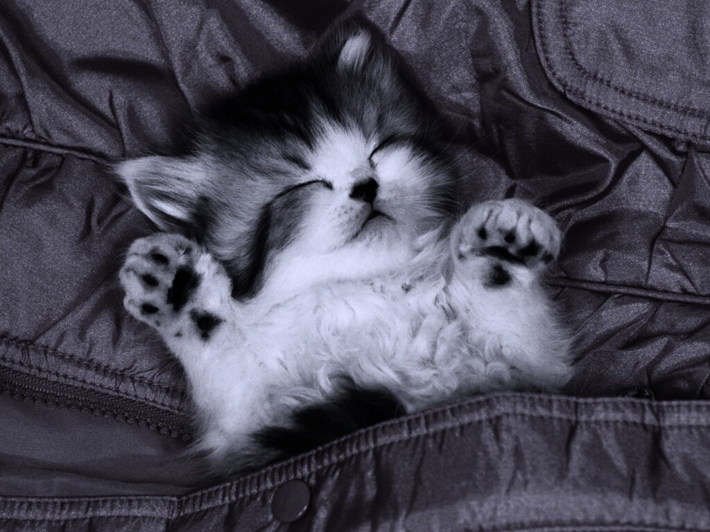 Котенок на розовой куртке обои