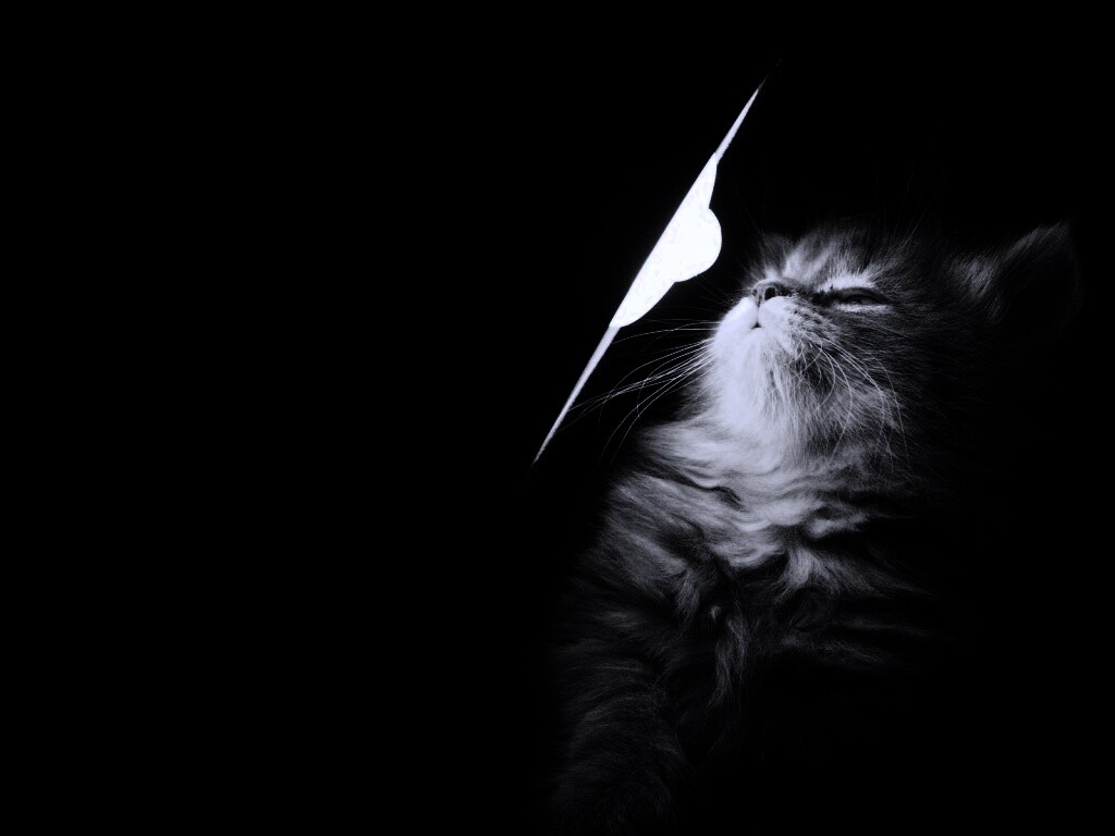 Котя на свету обои