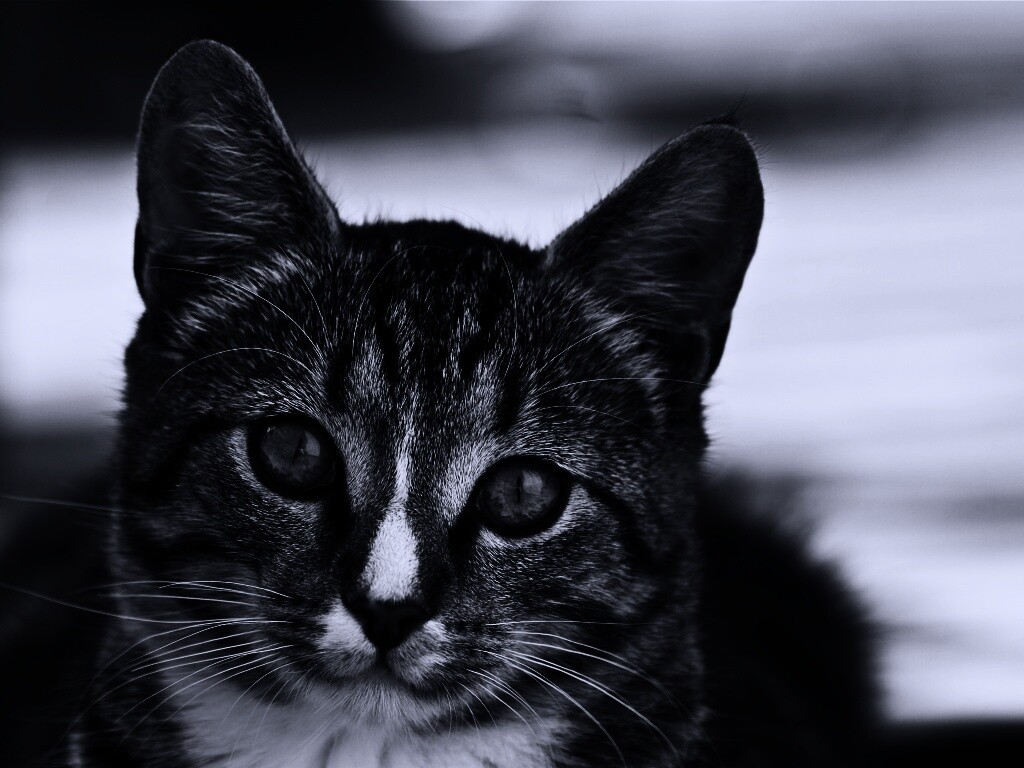 Кот обои
