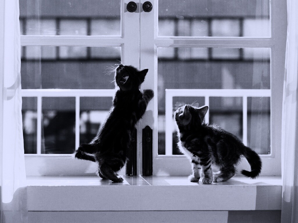 Котята у окна обои