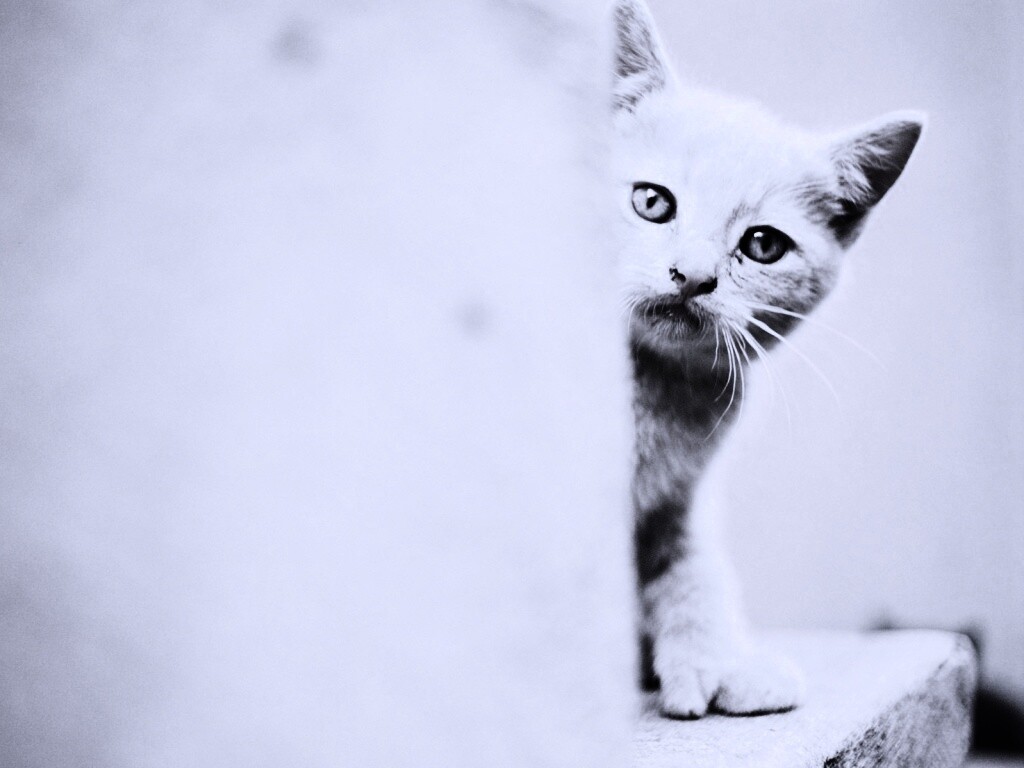 Котик из-за угла обои