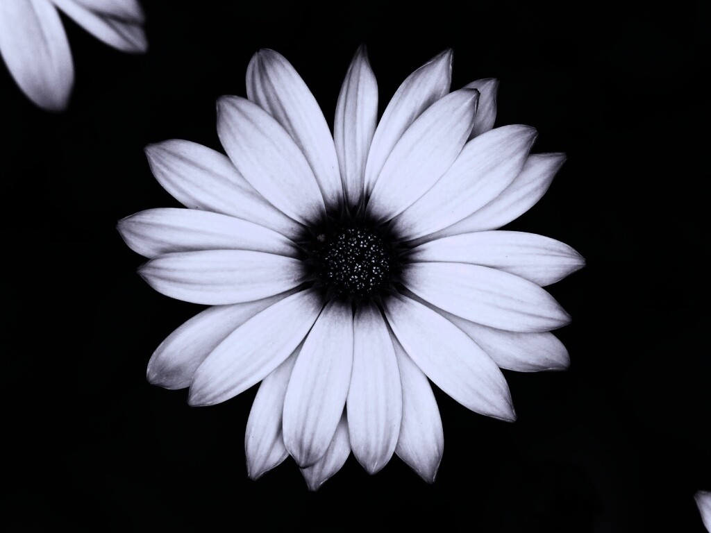 Макро фотография цветка обои