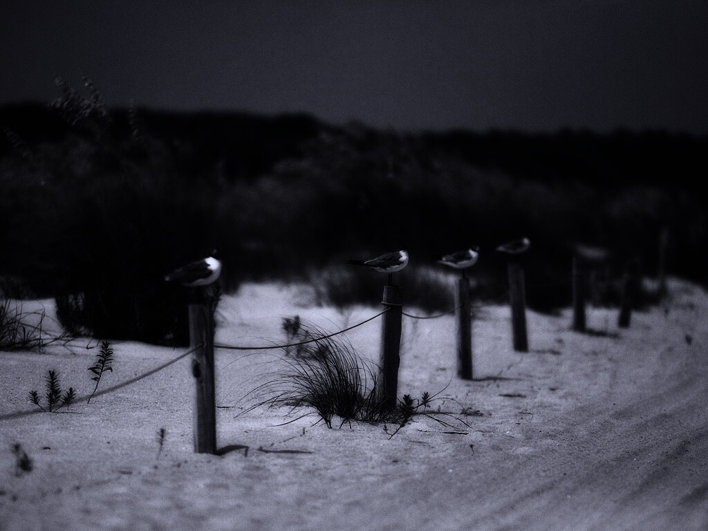 Птички на столбиках обои